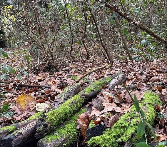Moosbedeckte, verrottende Baumstämme auf dem Waldboden