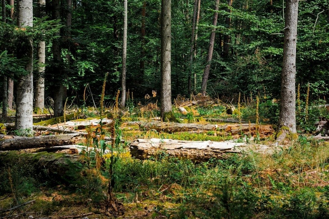 Totholz und junge Pflanzen in einem dicht bewachsenen Mischwald