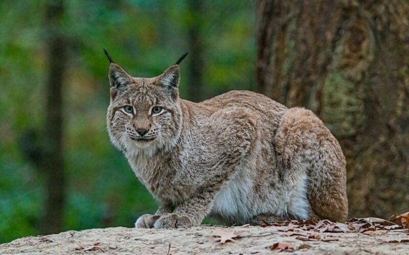 Luchs sitzt aufmerksam auf einem Felsen im dichten Wald