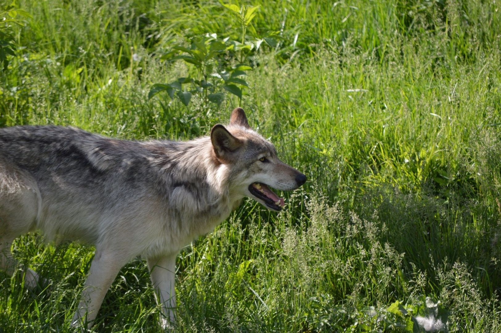 Grauer Wolf mit offenem Maul in dichtem grünen Gras